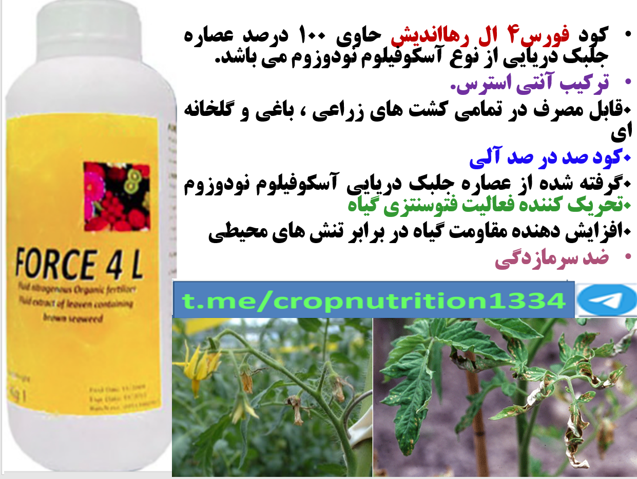 کود آلی فورس ۴ ال رهااندیش برای افزایش توان مقاومت بوته های گوجه فرنگی و میوه دهی – قسمت سوم 127