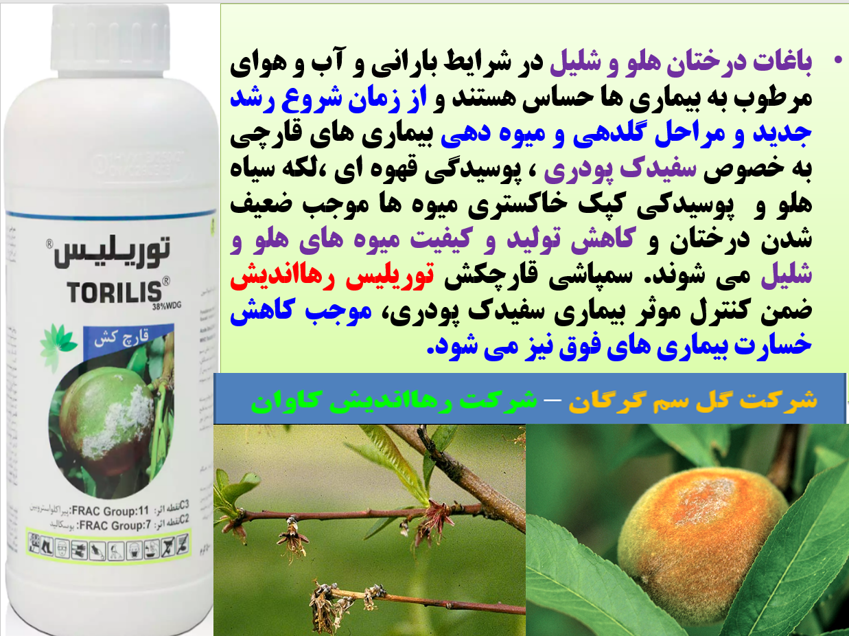 کنترل بیماری های قارچی گل و میوه درختان هلو و شلیل با قارچکش توریلیس رهااندیش - قسمت اول 111
