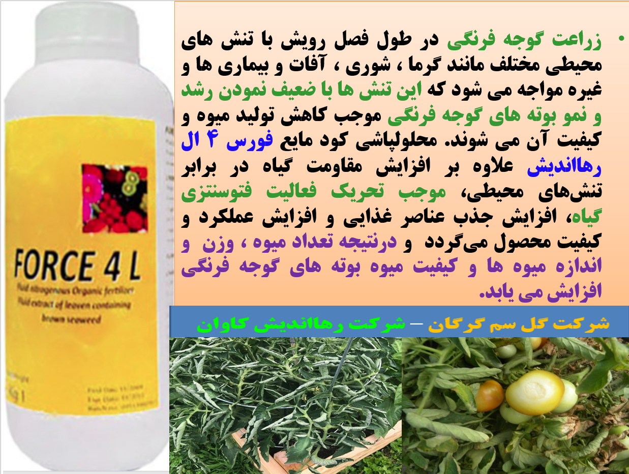 کود آلی فورس ۴ ال رهااندیش برای افزایش توان مقاومت بوته های گوجه فرنگی و میوه دهی - قسمت اول 129