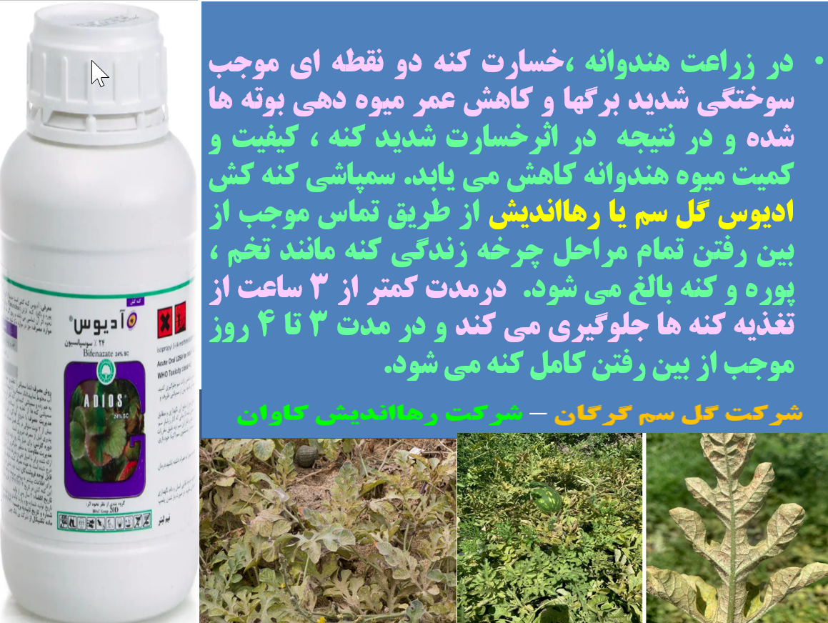 کنه کش ادیوس گل سم و رهااندیش در کنترل موثر کنه های زراعت هندوانه - قسمت اول 36