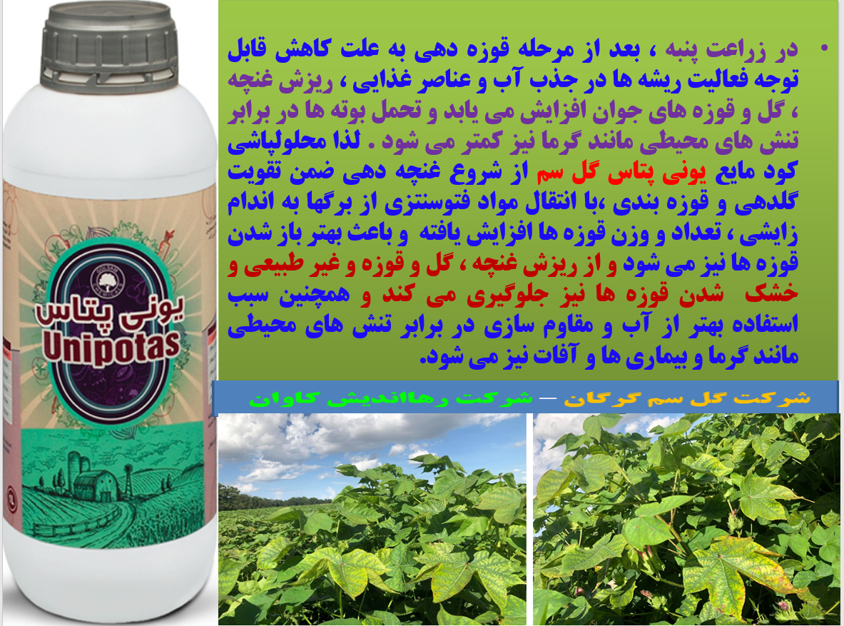کاربرد کود مایع یونی پتاس گل سم در زراعت پنبه به منظور افزایش تولید وش پنبه - قسمت اول 39