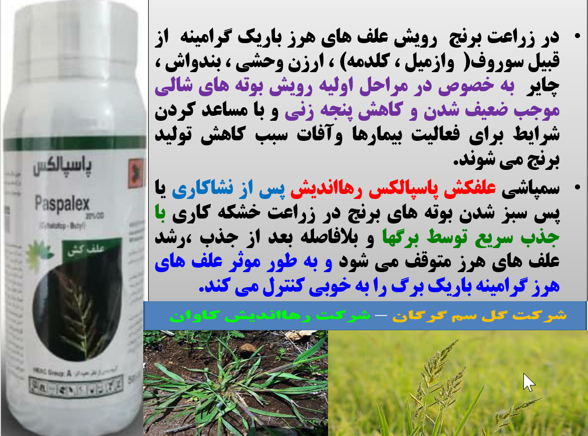 علفکش پاسپالکس برای کنترل علف های هرز گرامینه نازک برگ در زراعت برنج - قسمت اول 21