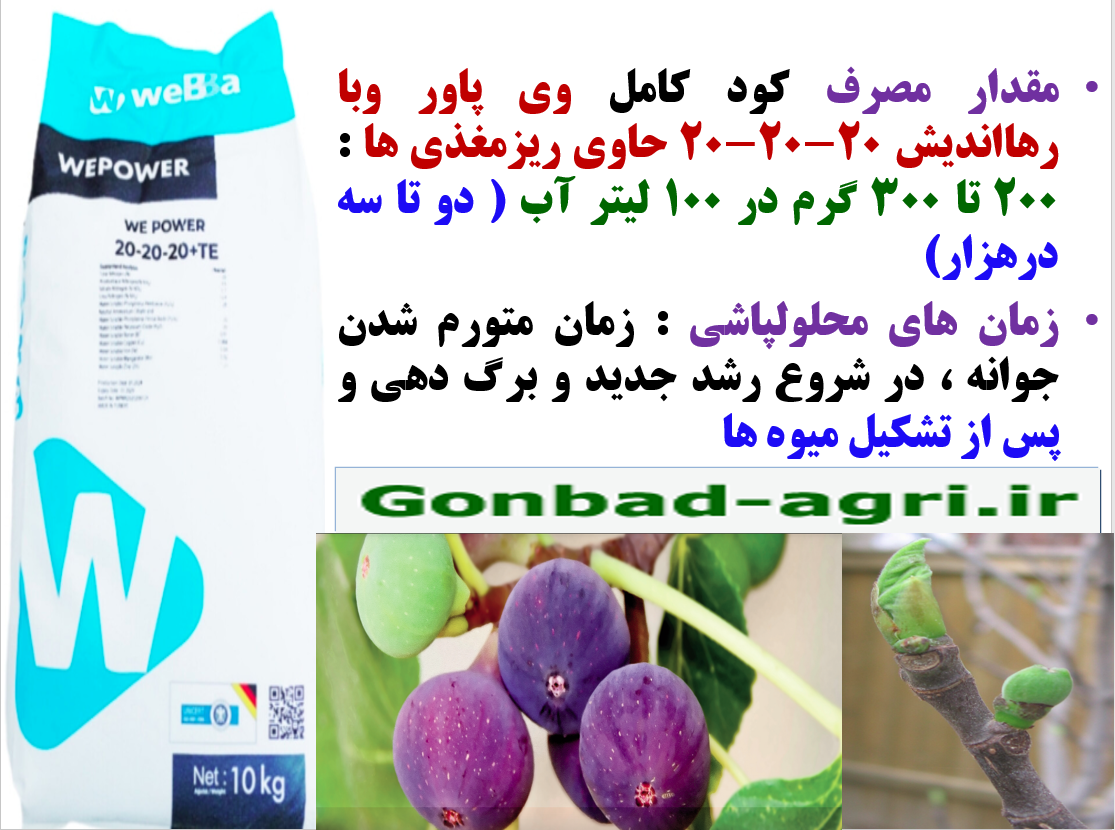 کودوی پاور وبا سه بیست رهااندیش برای تقویت میوه دهی درختان انجیر- قسمت دوم 3