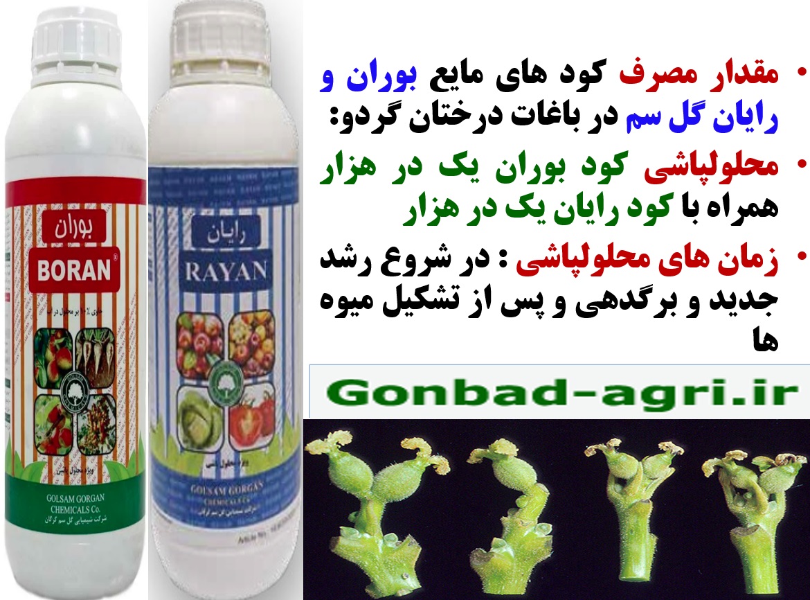 کود های بوران و رایان گل سم برای تقویت گلدهی و میوه دهی درختان گردو- قسمت دوم 1